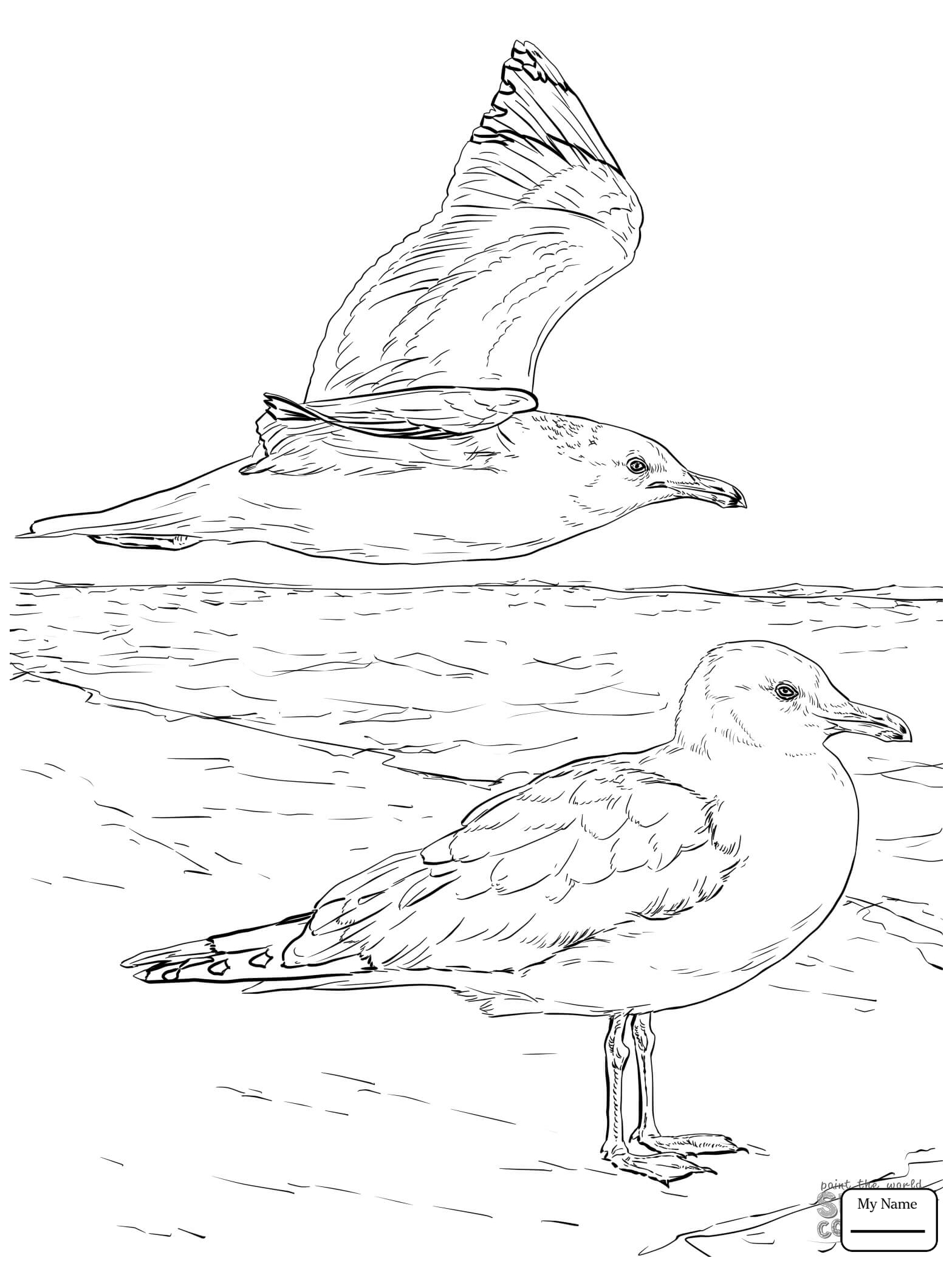 1567x2089 Seagull Coloring Page