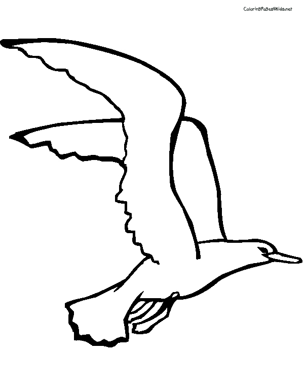 600x756 Seagull