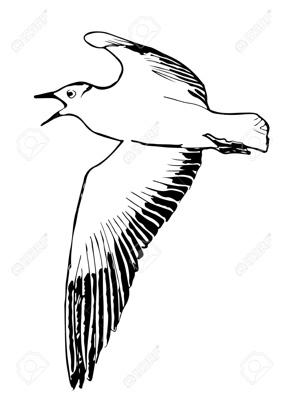 972x1300 A Hand Drawn Vector Illustration Sketch Of A Seagull Flying