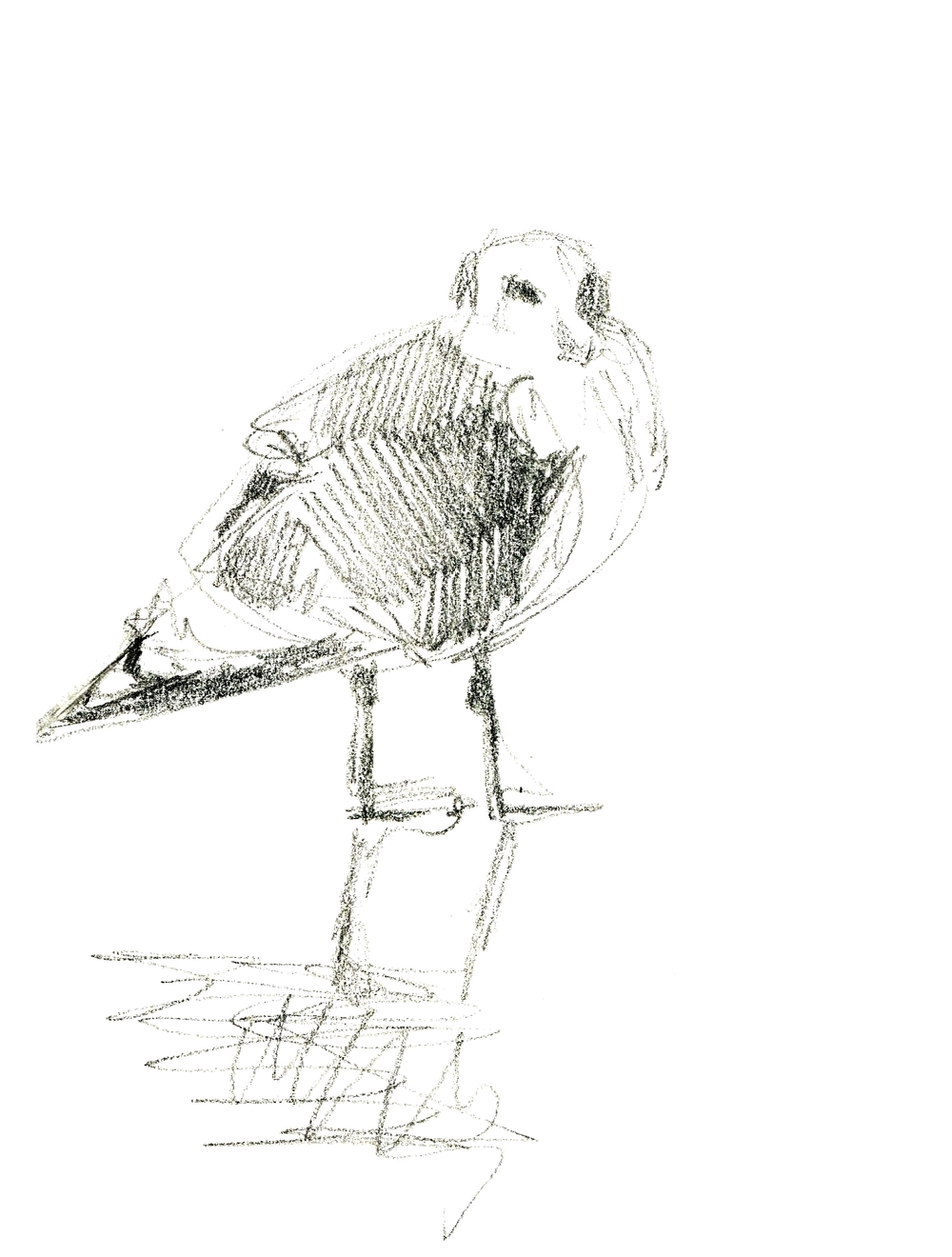 1000x1320 Don'T Call It A Seagull! The Mimid Magazine