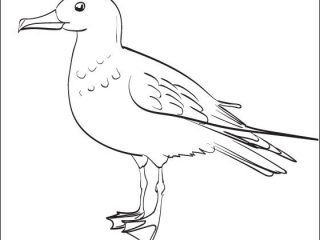 320x240 Epic Seagull Coloring Page 33 On Coloring Pages For Kids Online