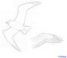 236x204 How To Draw A Seagull In Flight, Step By Step. (Add To Picture