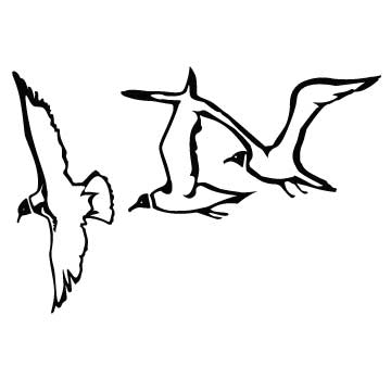 Seagulls Drawing