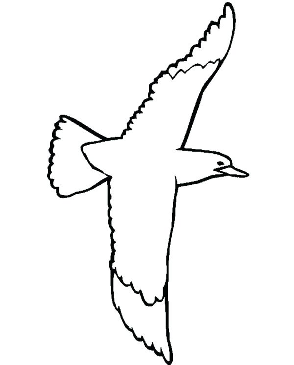 600x745 Seagull Outline Drawing