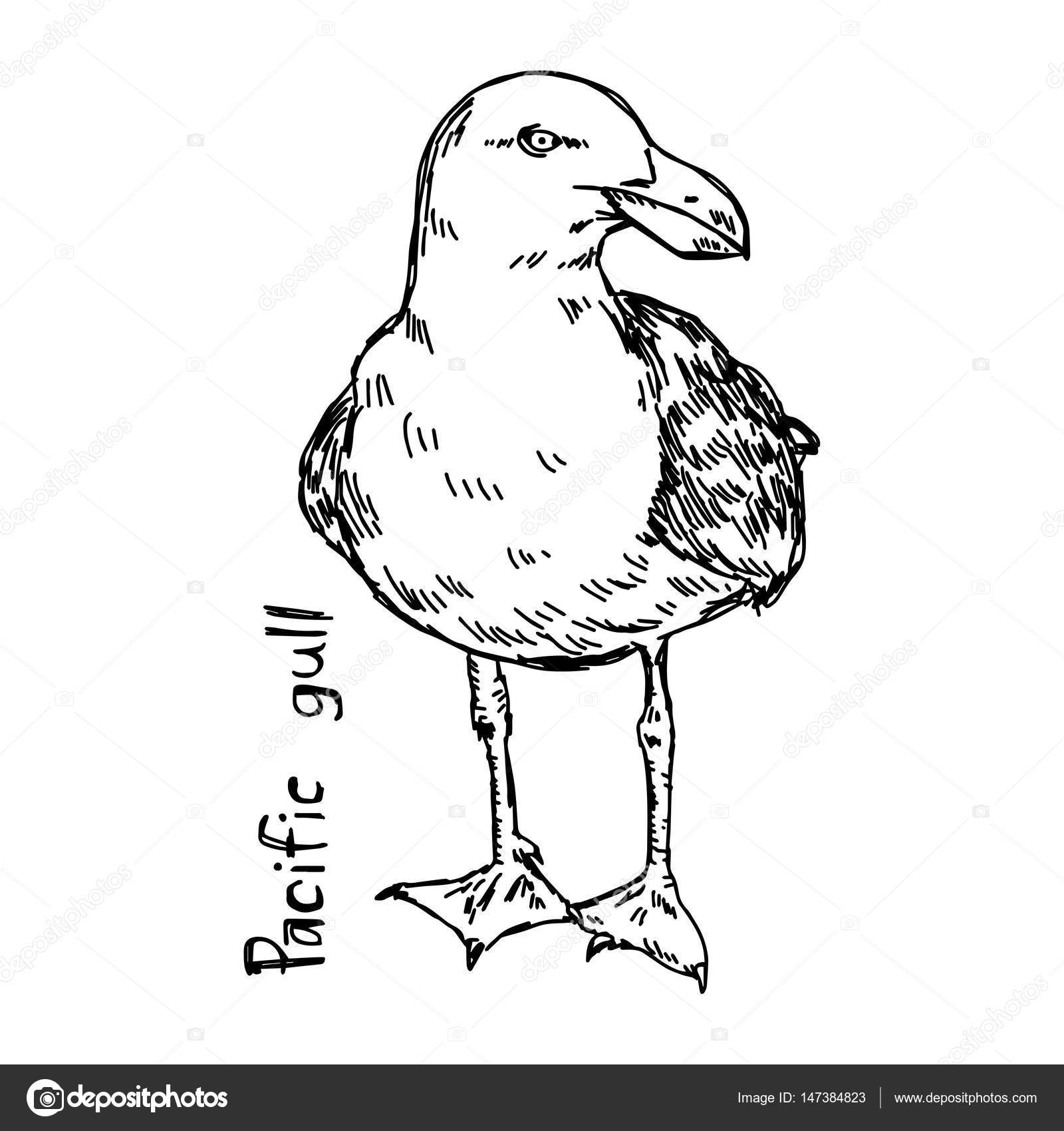 Seagulls Drawing at GetDrawings.com | Free for personal use Seagulls