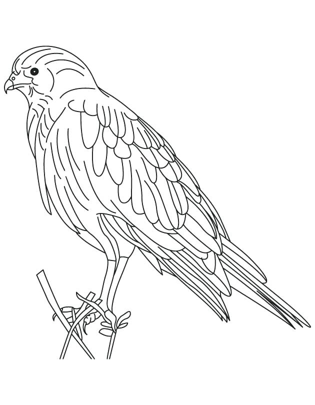 630x810 Hawk Coloring Pages Hawk Coloring Pages Free Joandco.co