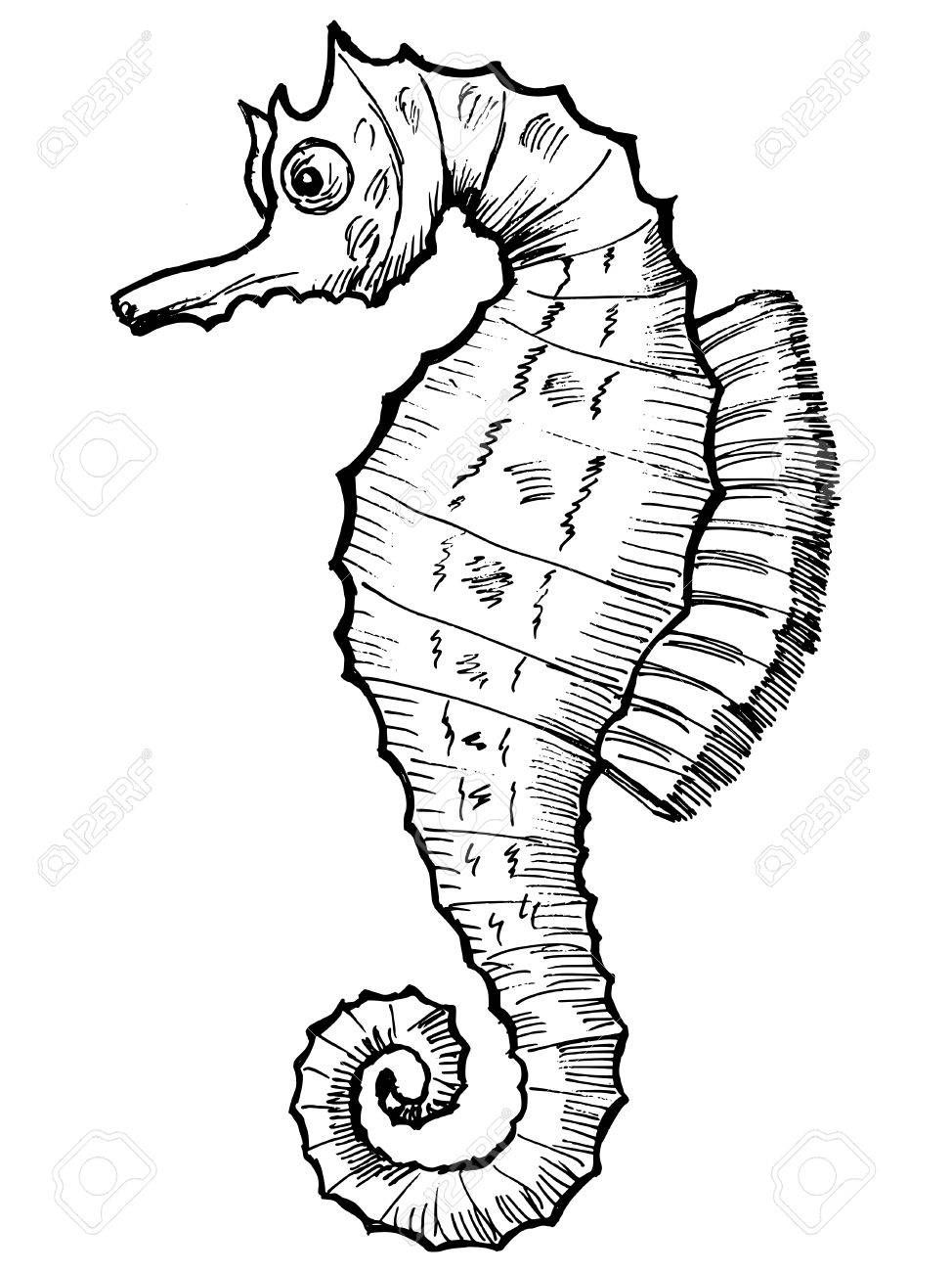 974x1300 Hand Drawn, Sketch, Cartoon Illustration Of Sea Horse Royalty Free