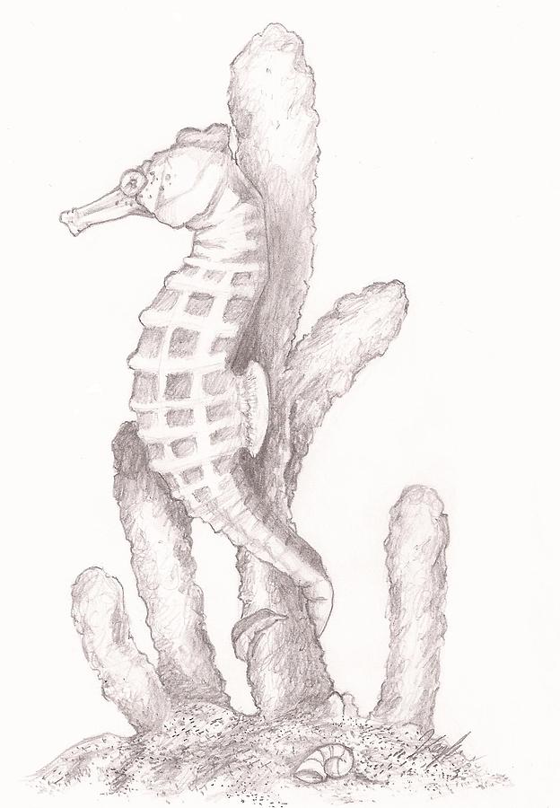 624x900 Seahorse Drawing By Kaylee Axberg