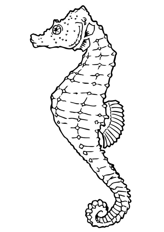 531x750 Coloring Page Seahorse