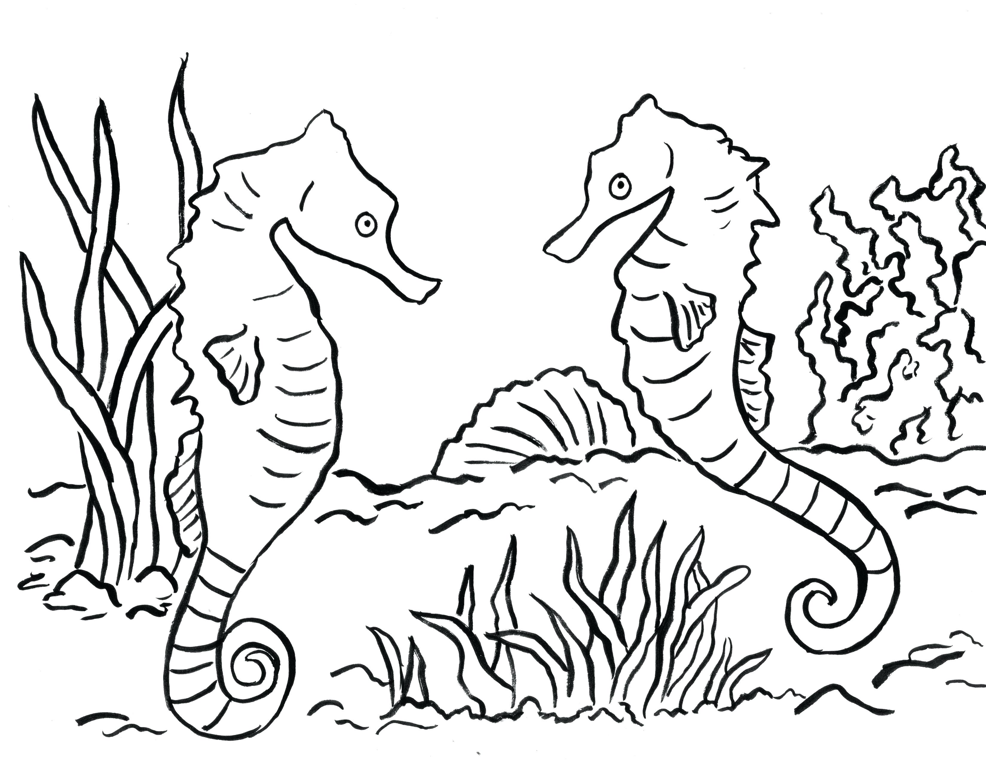 3300x2545 Coloring Seahorse Coloring Two Pages Simple Page. Seahorse Coloring