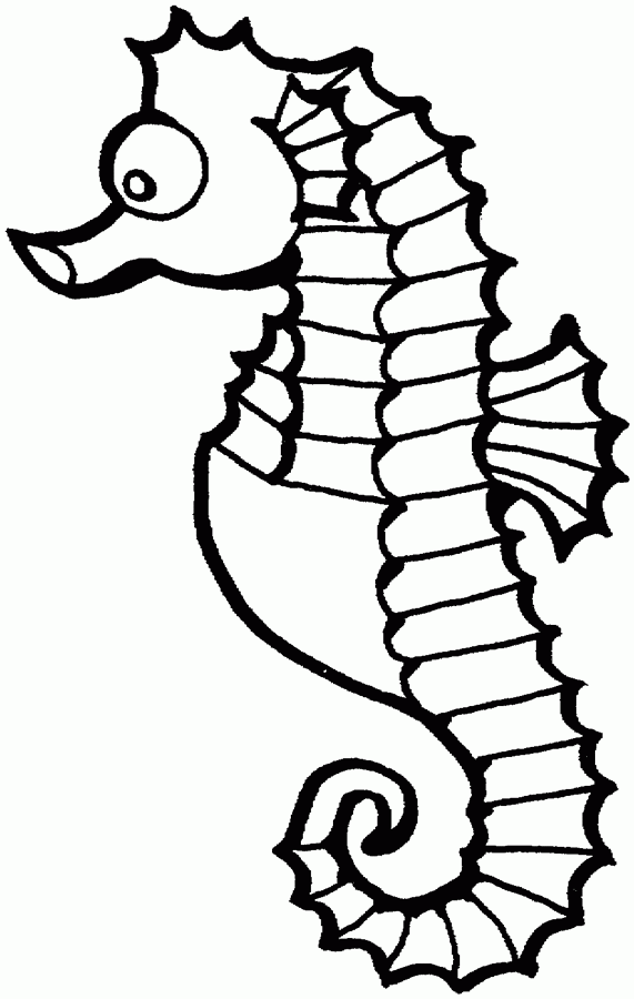 571x900 Seahorse