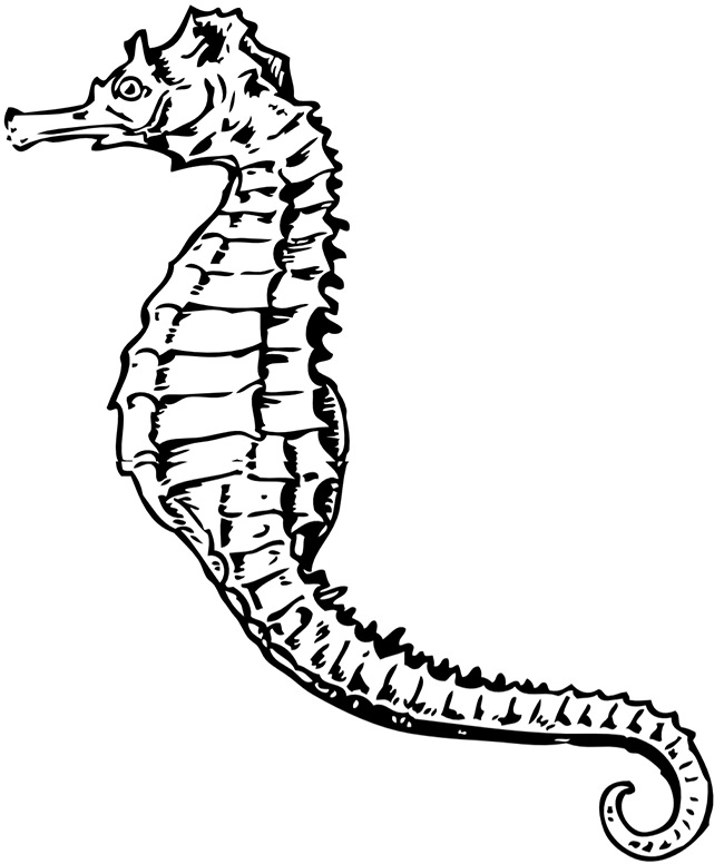 650x776 Seahorse Template