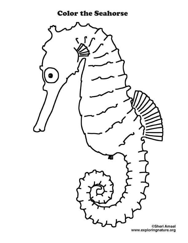612x792 Seahorse Coloring Page