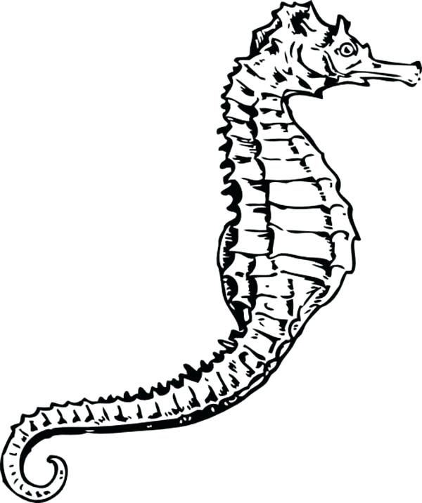 600x716 Seahorse Coloring Pages A N Artistic Drawing Of Seahorse Coloring