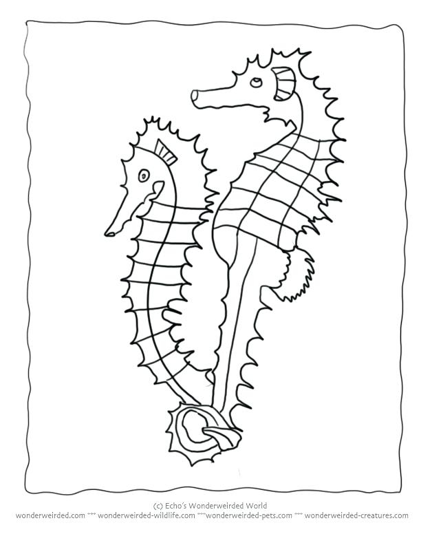 612x792 Cartoon Seahorse Coloring Pages Elegant Page For Line Drawings