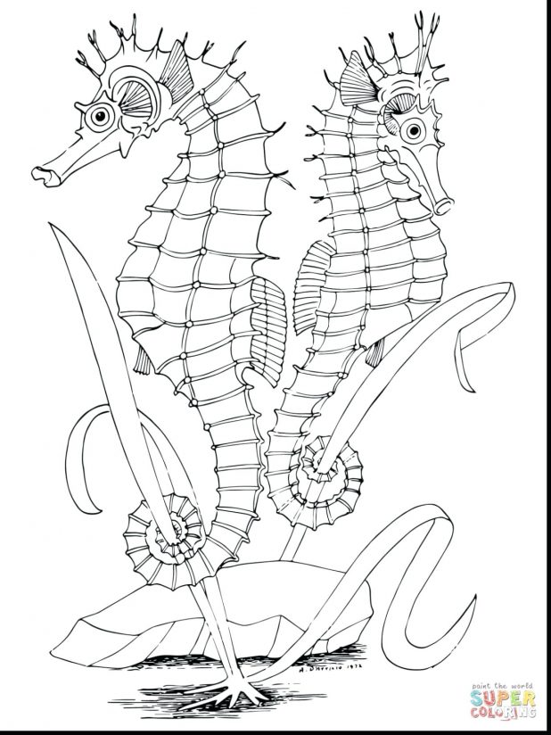 618x824 Best Seahorse Template Pictures Inspiration
