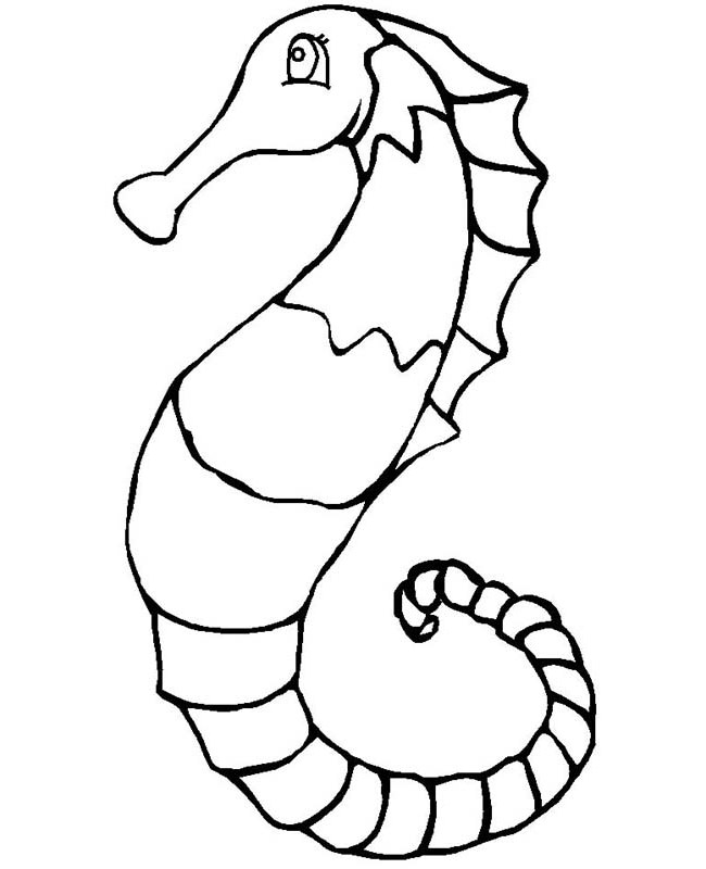 650x800 Seahorse Template