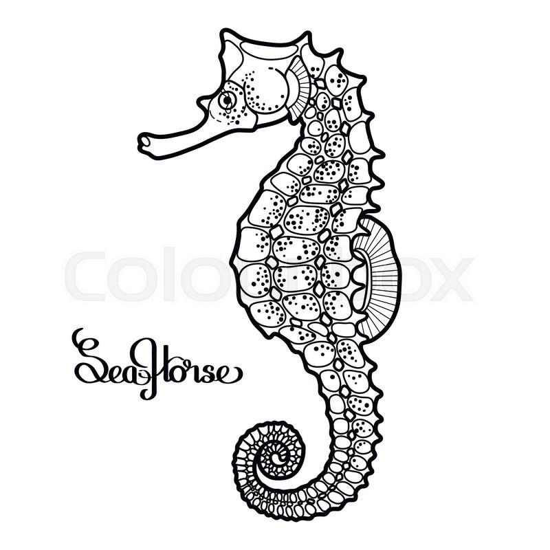 800x800 Seahorse Graphic Group