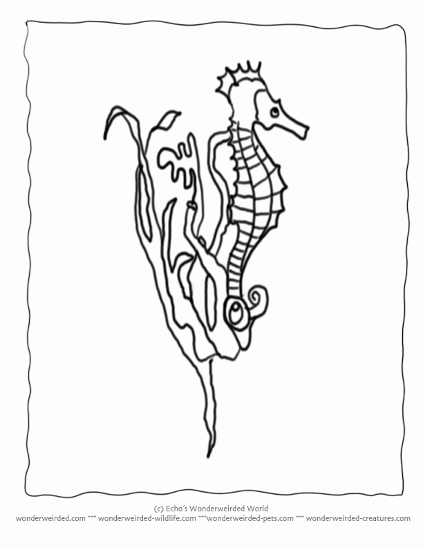 612x792 Seahorse Pictures To Print Many Interesting Cliparts
