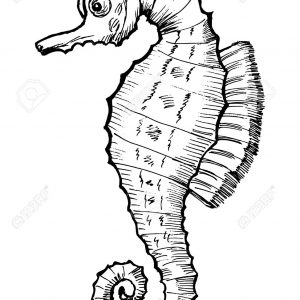 300x300 Adult Seahorse Cartoon Pictures Cartoon Seahorse Pictures