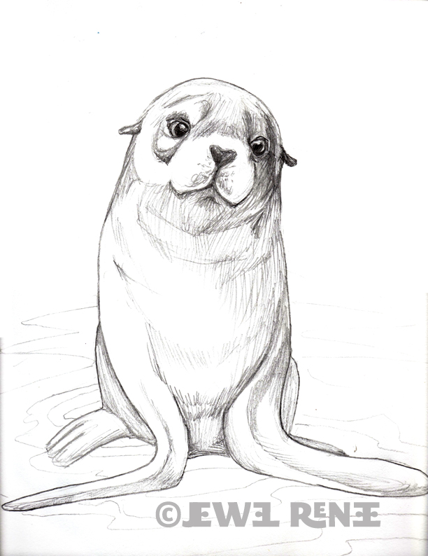 612x794 Jewel Renee Illustration Fur Seal Pup Pencil Drawing Zentangles