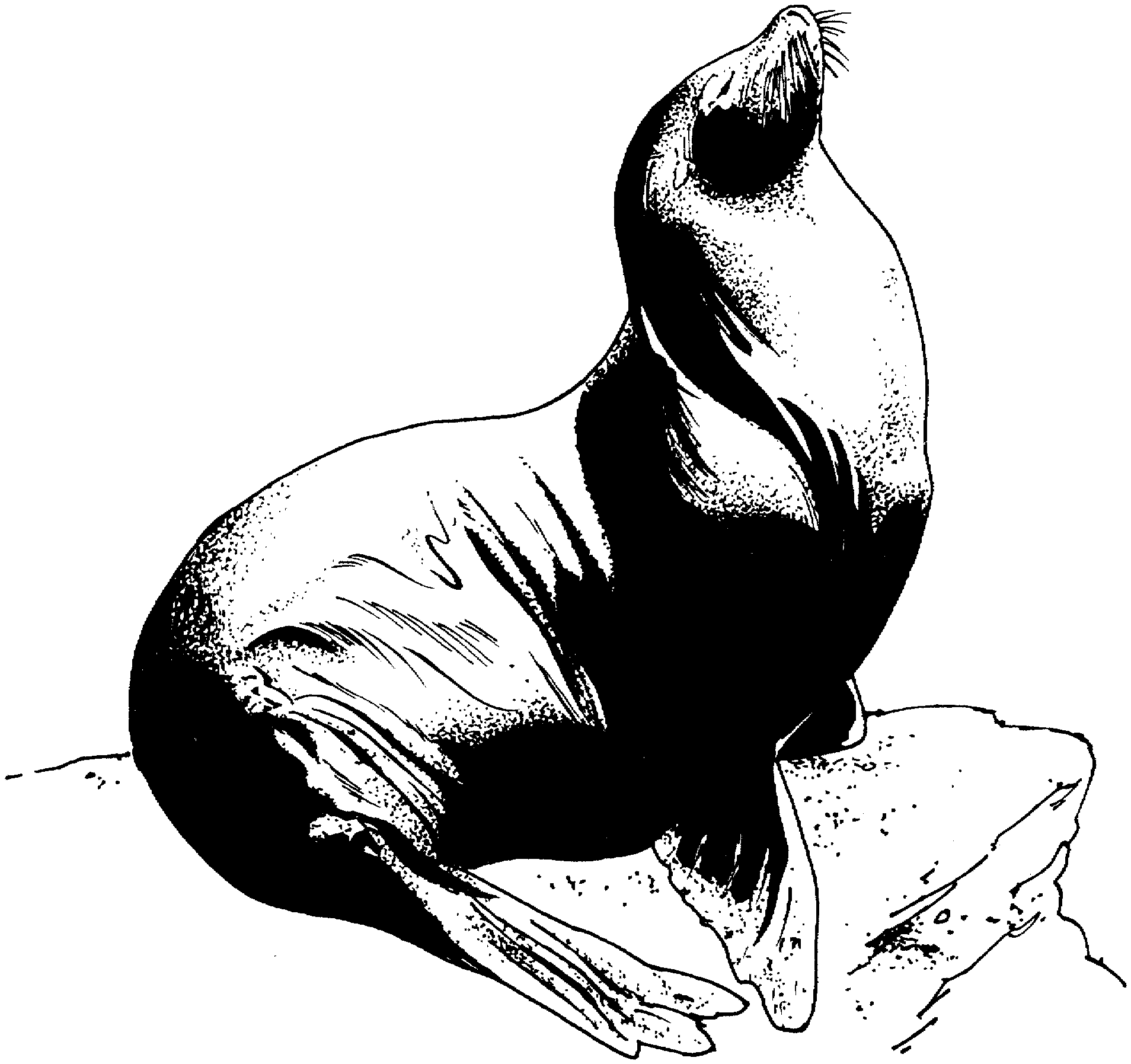 1908x1795 Marine Animal Coloring Pages