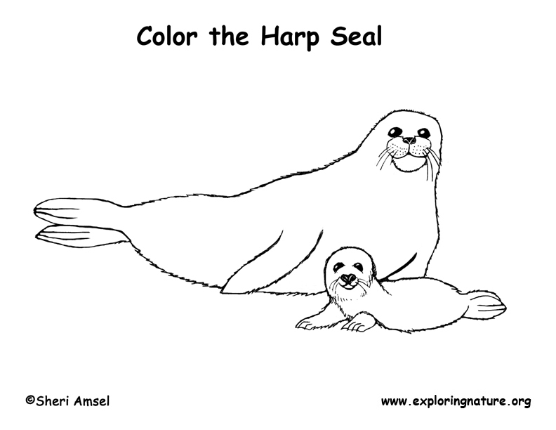 792x612 Seal (Harp) Coloring Page