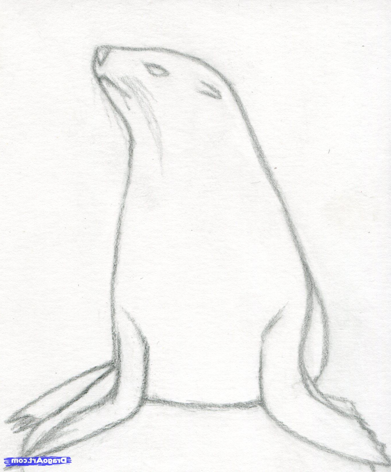 Seal Animal Drawing at GetDrawings | Free download