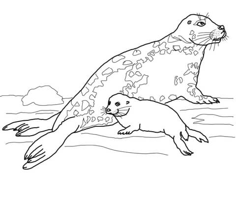 480x405 Gray Seal Mother And Baby Coloring Page Free Printable Coloring