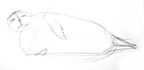 499x244 How To Draw A Seal