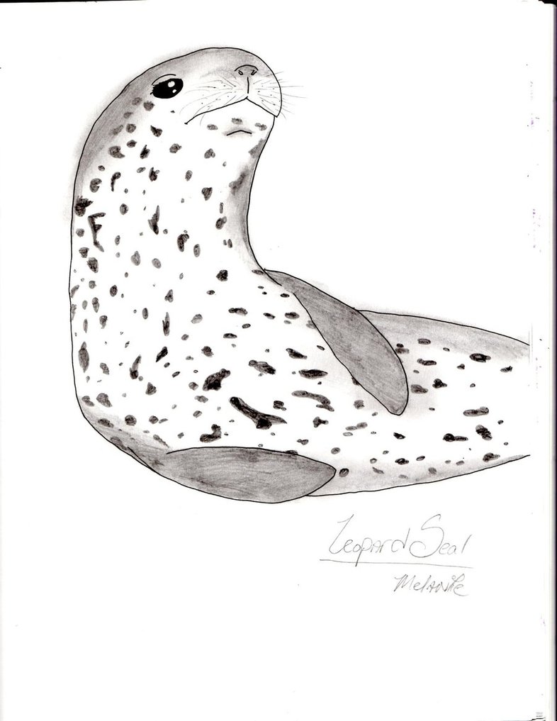 786x1017 Leopard Seal By Itsgoose2u