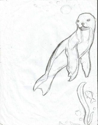 326x415 Seal Side Boarder Sketch By Atinglesart