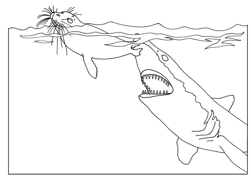 875x620 Coloring Page Shark Attacks Seal