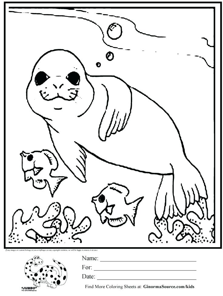 Seal Drawing Step By Step