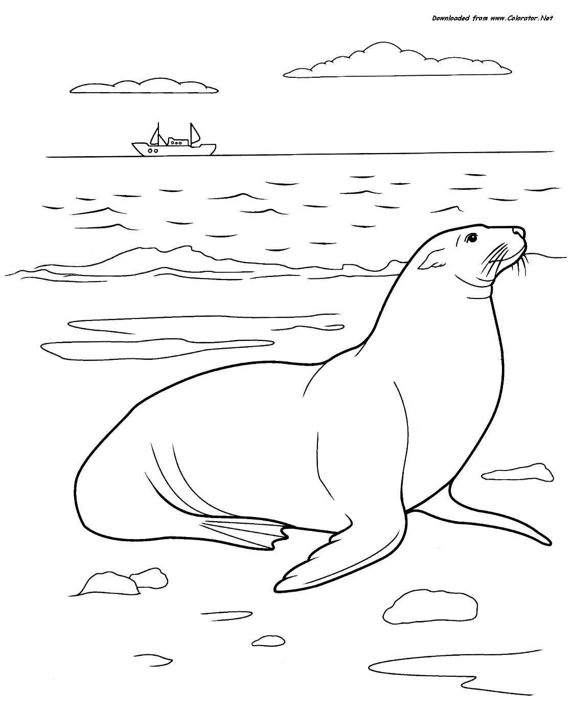 1117x1381 Aquatic Animals