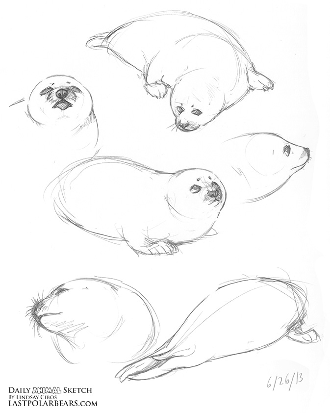 673x842 Daily Animal Sketch Arctic Bundle Last Of The Polar Bears
