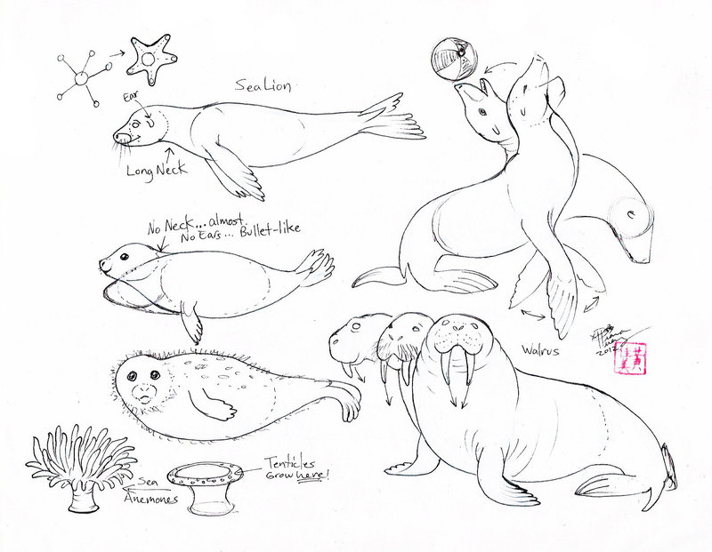 800x621 Draw seals, sea lions and walrus by diana
