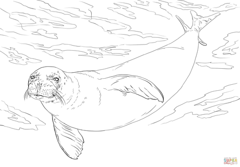 476x333 Elephant Seal Coloring Page Image Clipart Images