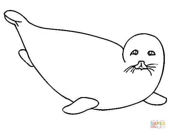 552x434 Little Fur Seal Coloring Page Free Printable Coloring Pages