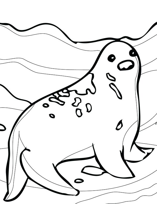 600x776 Harp Seal Coloring Pages Animal Awesome Arctic Animals Page Best