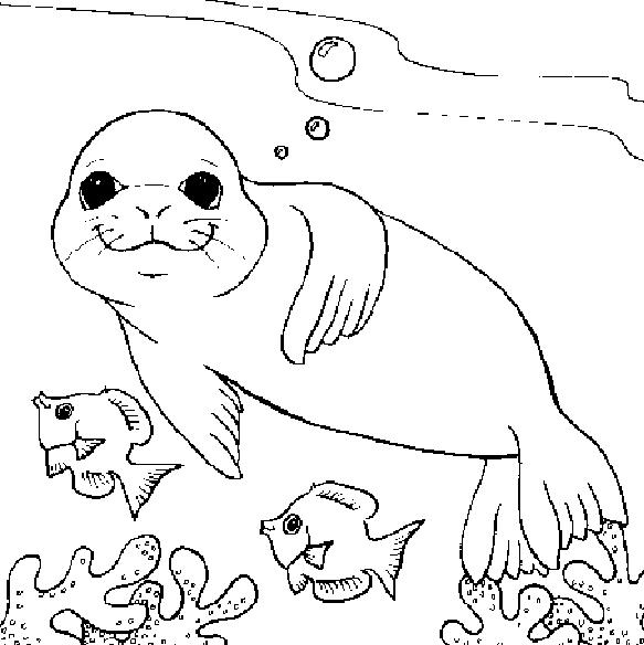 583x584 Walruses And Seals Coloring Page 10