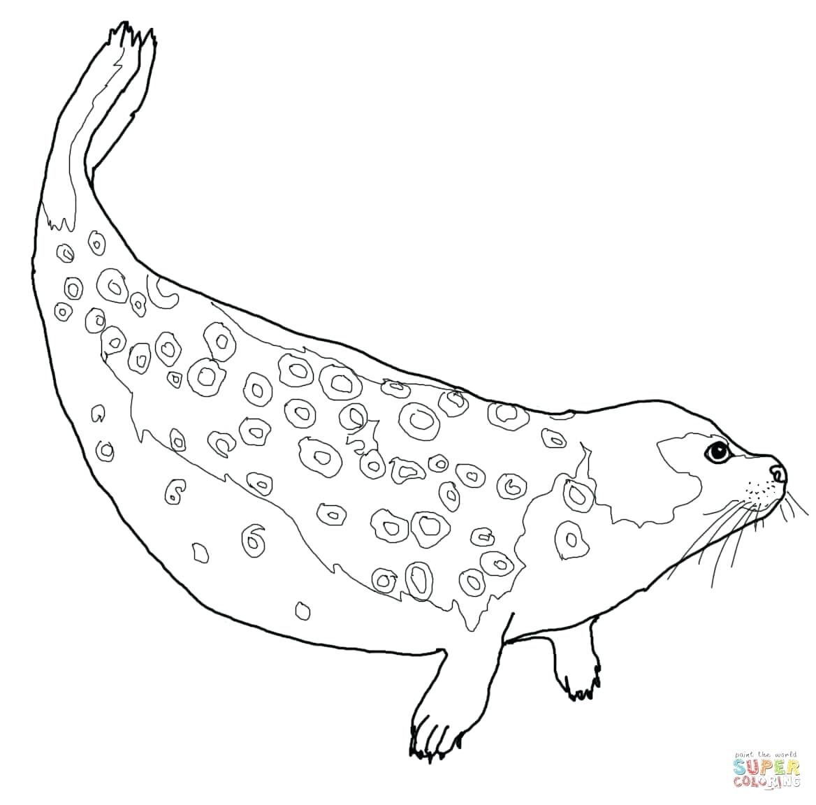 1168x1152 Coloring Baby Seal Coloring Pages For Kids Harp Seals Mammals 1