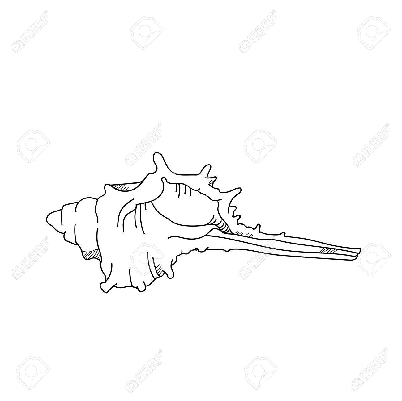 1300x1299 Murex Shell Drawing.hand Drawn Seashell Illustration Stock Photo