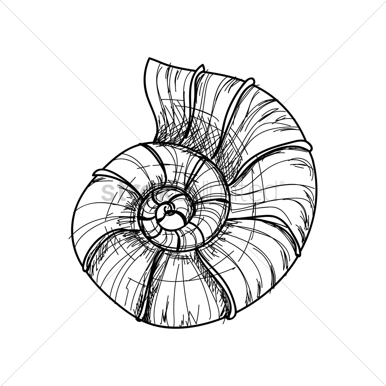 1300x1300 Nautilus Seashell Vector Image
