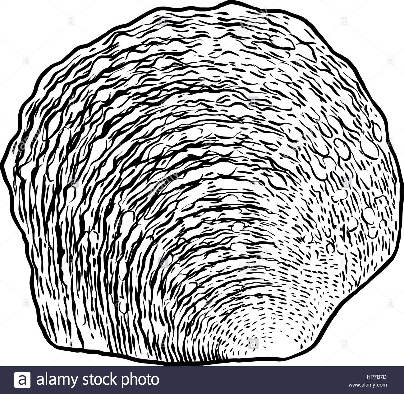 1300x1266 Pearl Oyster Shell Illustration, Drawing, Engraving, Ink