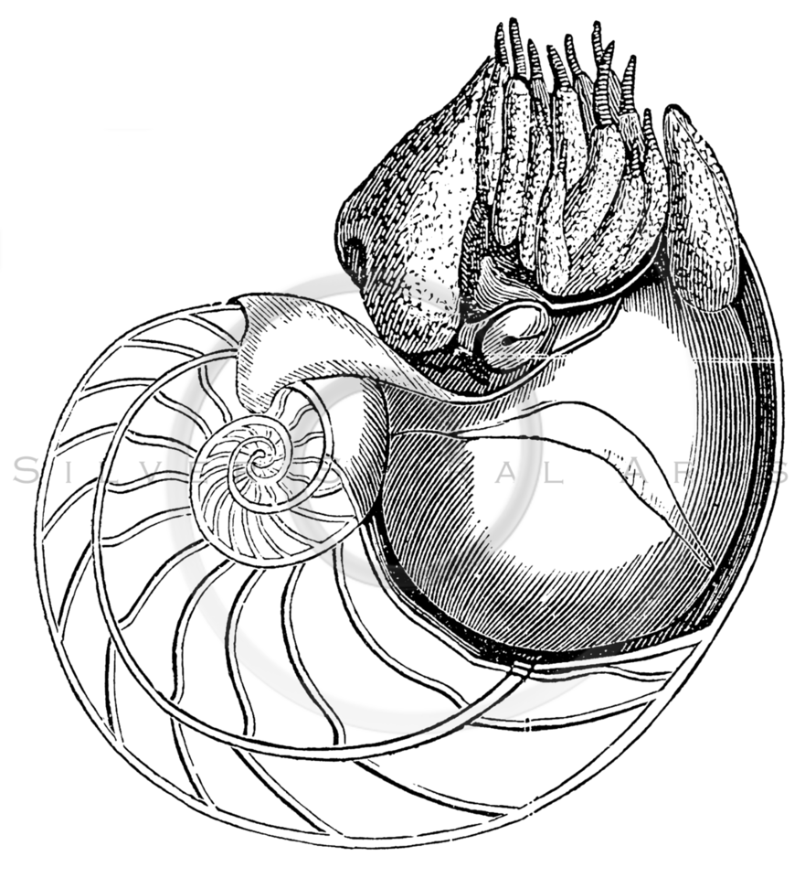 881x960 Royalty Free Stock Vintage Illustrations Photo Keywords Shell