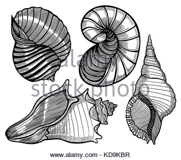 361x320 Seashell Collection, Engraving, Illustration, Drawing Collection