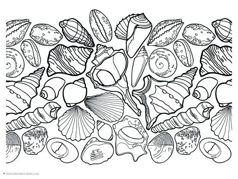 473x355 Sea Shell Coloring Page Omnitutor.co