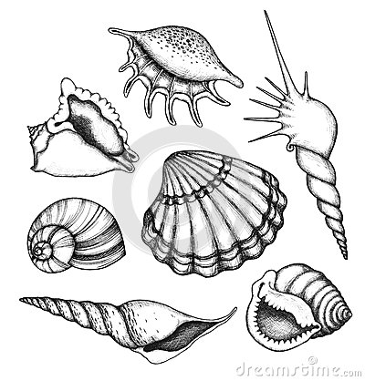 400x418 Seashell Line Drawing