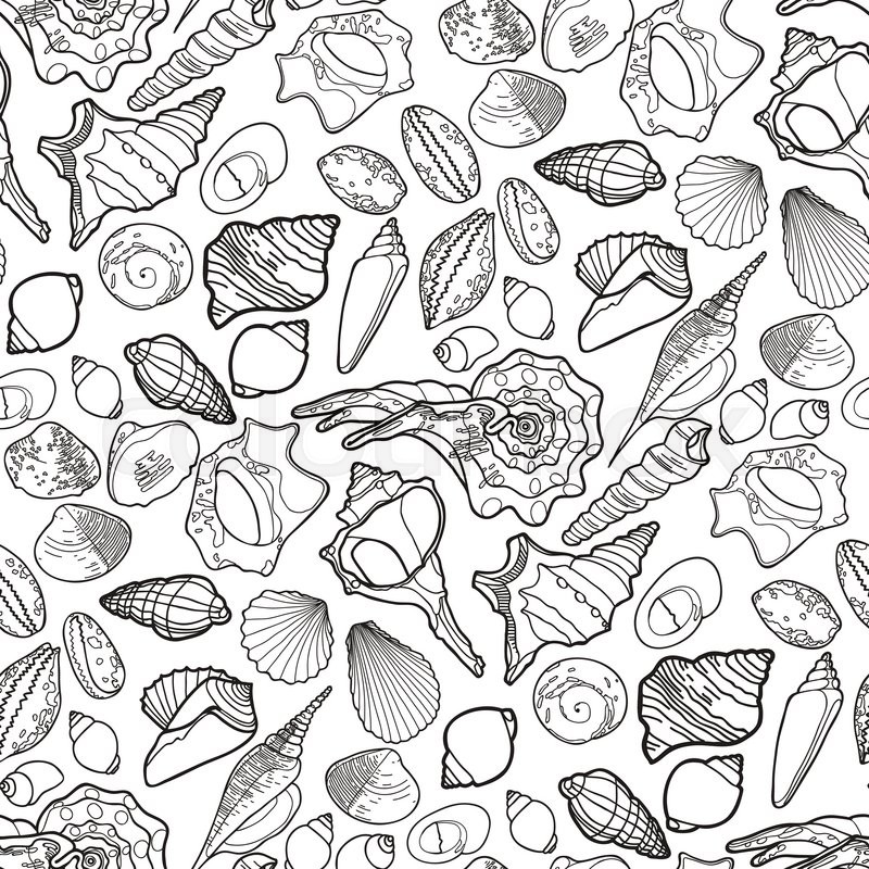 800x800 Collection Of Seashells Drawn In Line Art Style On White